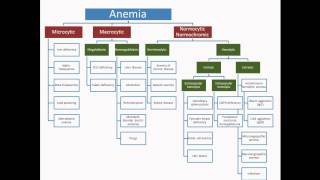 Anemia  USMLE Step 2 Review [upl. by Rozina358]