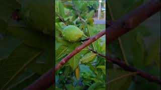 Jambu Biji  Guava shorts shortvideo [upl. by Fuller]