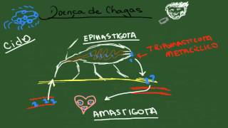 Doença de Chagas  Resumo  Parasitologia [upl. by Frum]