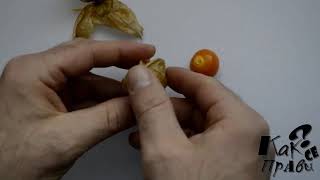 How to eat Physalis fruit and berries [upl. by Elorak]