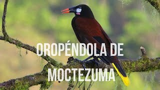 Oropéndola de Moctezuma Documental [upl. by Asila]