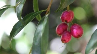 Saving the Magenta Lilly Pilly [upl. by Meador603]