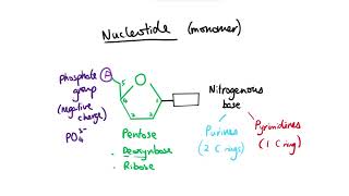 Proteins Structure of Amino Acids  Alevel Biology  OCR AQA Edexcel [upl. by Hamirak]