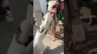 Dogo Argentino fight with his mother🚨🥵dogdogoargentinodogloverfightviralshortsdoglover [upl. by Kaz112]