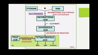 classification and Mechanism of action for Sulphonamide by Ms Deepika [upl. by Ziegler]