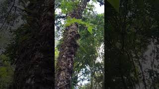 🇧🇷 Simbiose de plantas batata de coruja 🦉 na árvore [upl. by Wolcott]