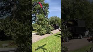 Remote control tree removal [upl. by Deerdre]