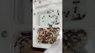 Myrmicaria brunnea муравьи мурашки ant ants [upl. by Sheffie]