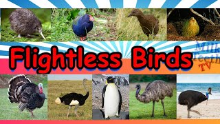 Learn about Flightless Birds Species with Pictures and Correct Pronunciation for Smart Kids Parents [upl. by Preston]