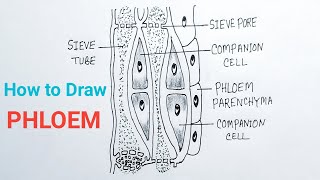 How To Draw Phloem Diagram  Phloem Tissue Drawing [upl. by Anikat]