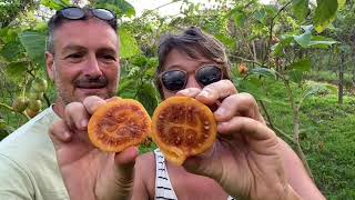 LARBRE A TOMATE 🍅 le Tamarillo [upl. by Olnton]