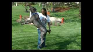 Cane Corso Jumping [upl. by Anol]