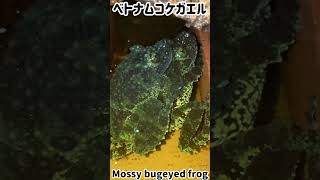 ベトナムコケガエル包接中🐸 [upl. by Silvanus]