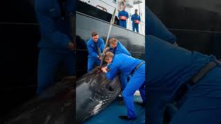 Heroes of the sea save critically injured humpback whale from death [upl. by Sola174]