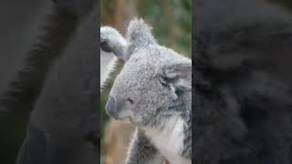 Koala Chronicles Fascinating Facts About Australias Iconic Marsupial [upl. by Wheelwright]