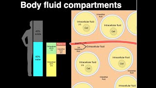 Body fluid compartments [upl. by Anette279]