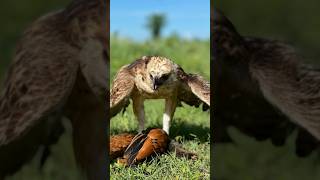 Changeable Hawk Eagle fly down hunt a big hen on the ground for their food very fast eaglehunting [upl. by Pelag]