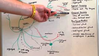 Cranial Nerve VII  Anatomy Lecture for Medical Students  USMLE Step 1 [upl. by Xuerd721]