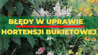 Błędy w uprawie hortensji bukietowej [upl. by Bobbie194]