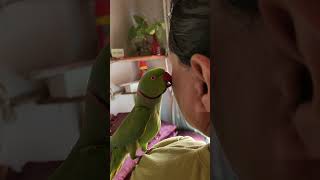 TALKING PARROT METHI METHI BATEIN KRNY WALA TOOTA [upl. by Dewain]