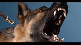 Angry DOG Bark amp Growl Sound Effects [upl. by Bruner347]