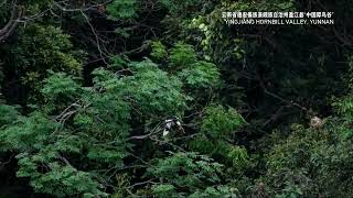 Intruders beware Small drongos surround a large hornbill in SW China’s Yunnan [upl. by Orlando]