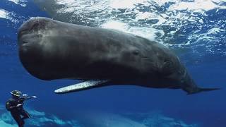 Sperm Whales Clicking You Inside Out — James Nestor at The Interval [upl. by Leamsi]