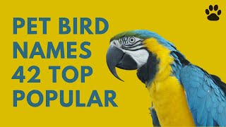 🦜 Pet Bird Names  42 TOP POPULAR amp BEST NAMES [upl. by Leuqer]