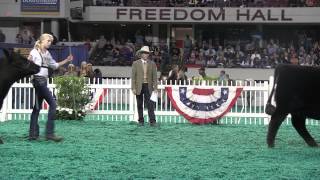 2012 NAILE Junior Angus Show Results [upl. by Holihs]